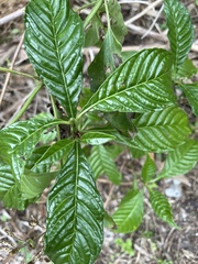 Psychotria nervosa