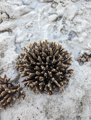 Acropora millepora