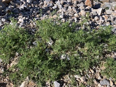 Oncosiphon pilulifer