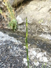 Equisetum laevigatum