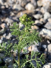 Oncosiphon pilulifer