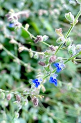 Salvia misella