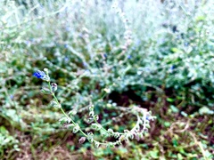 Salvia misella