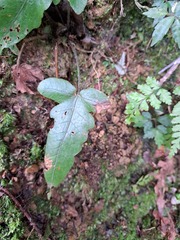 Stegnogramma wilfordii