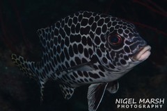 Plectorhinchus chaetodonoides