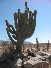 Trichocereus terscheckii