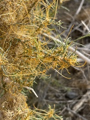 Cuscuta denticulata