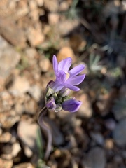 Dipterostemon capitatus pauciflorus
