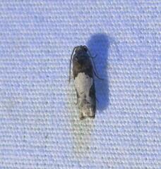 Epiblema dorsisuffusana