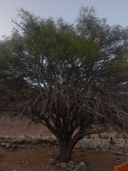 Prosopis chilensis