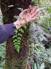 Asplenium pseudolaserpitiifolium