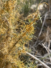 Cuscuta denticulata