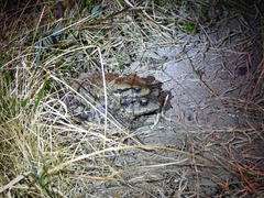 Bufo andrewsi