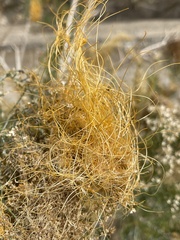 Cuscuta denticulata