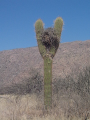 Trichocereus atacamensis
