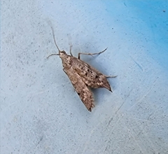 Heteromicta pachytera