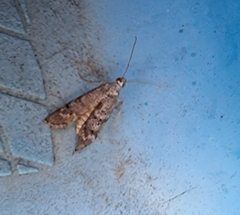 Heteromicta pachytera