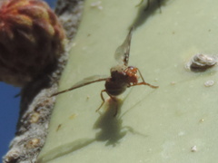 Diacrita costalis