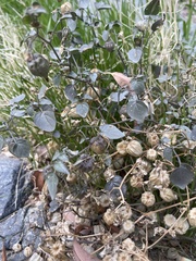 Physalis crassifolia
