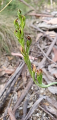Pterostylis rubescens