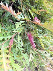 Grevillea acanthifolia
