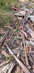 Pterostylis rubescens