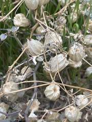 Physalis crassifolia