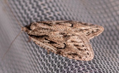 Semioscopis aurorella