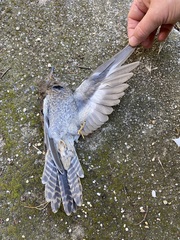 Cacomantis flabelliformis