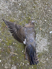 Cacomantis flabelliformis