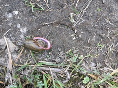 Plekocheilus subglandiformis