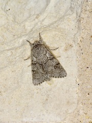 Acronicta tota