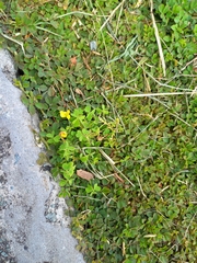 Oxalis exilis