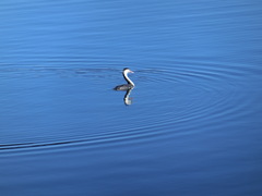 Podiceps cristatus