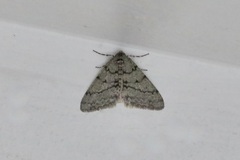 Phigalia strigataria