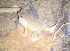 Ingerophrynus parvus