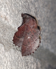 Phyllodesma occidentis