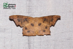 Strepsigonia robusta