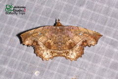 Gracillina prosthenia