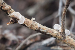 Panellus mitis