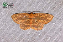 Borbacha altipardaria