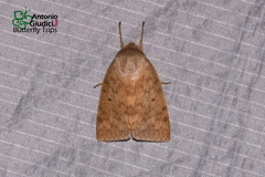 Tympanistes fusimargo