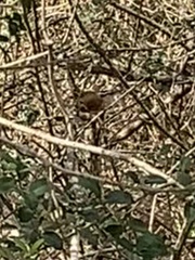 Thryothorus ludovicianus