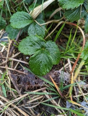 Fragaria chiloensis