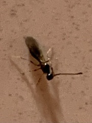 Diapriinae