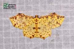 Polynesia curtitibia