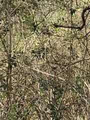 Thryothorus ludovicianus