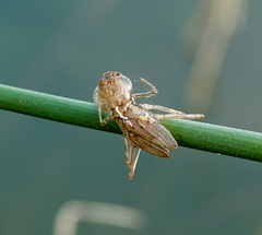 Neoscapteriscus vicinus