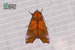 Anomis scitipennis