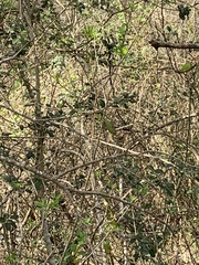 Thryothorus ludovicianus